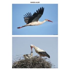 Pasari calatoare. Set planse - Daniela Dosa