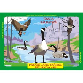 Pasari din fauna Romaniei care traiesc pe langa ape - Istina Mirescu