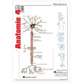 Pliant Anatomie 4